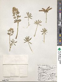 Lupinus vallicola image