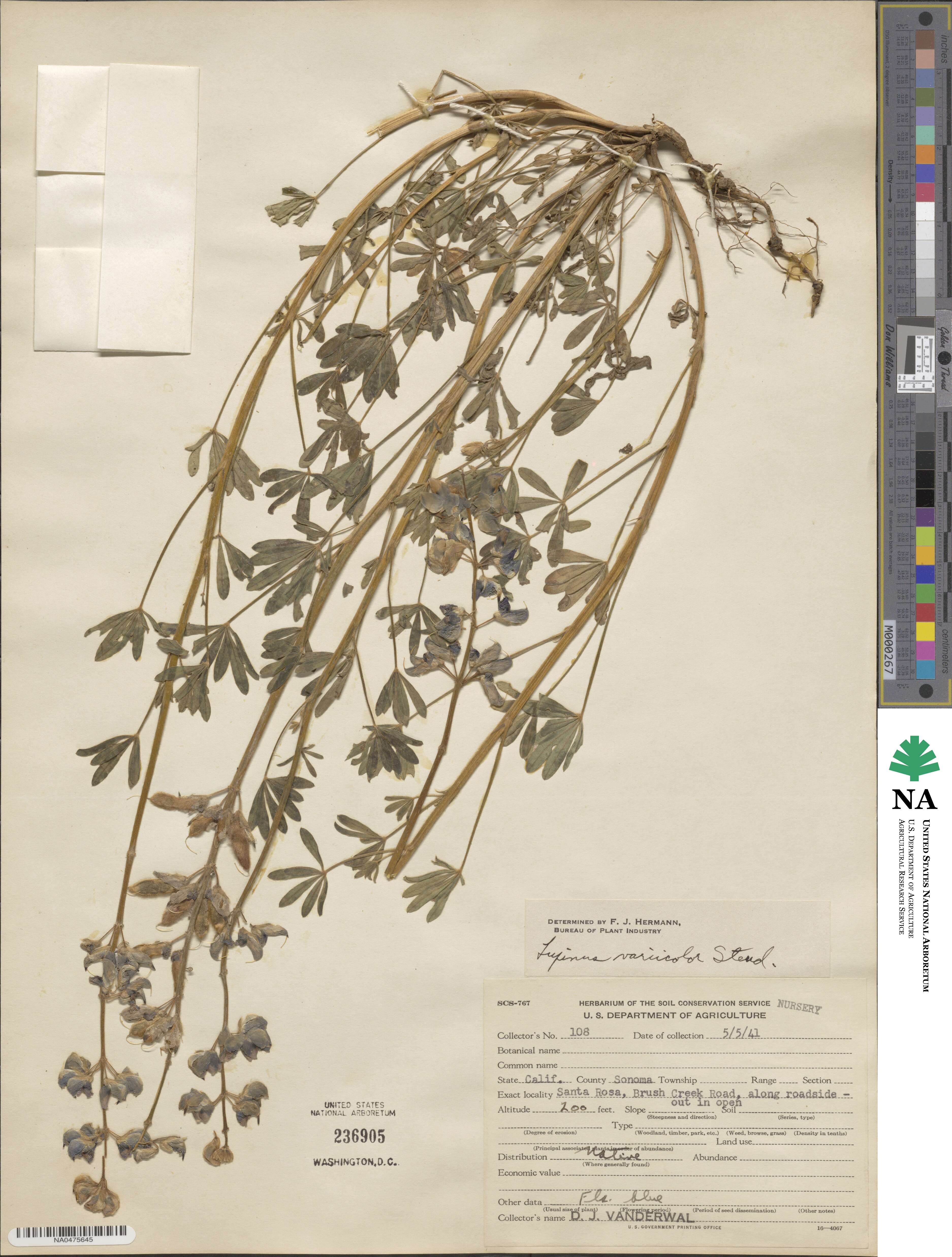 Lupinus variicolor image