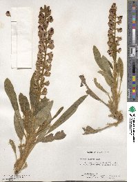 Lupinus villosus image