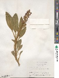 Lupinus villosus image