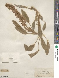 Lupinus villosus image