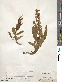 Lupinus villosus image