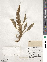 Lupinus villosus image