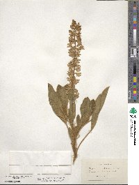 Lupinus villosus image