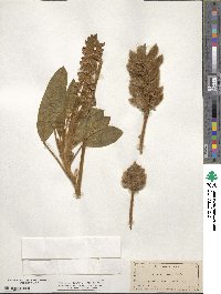 Lupinus villosus image