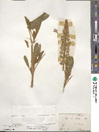 Lupinus villosus image