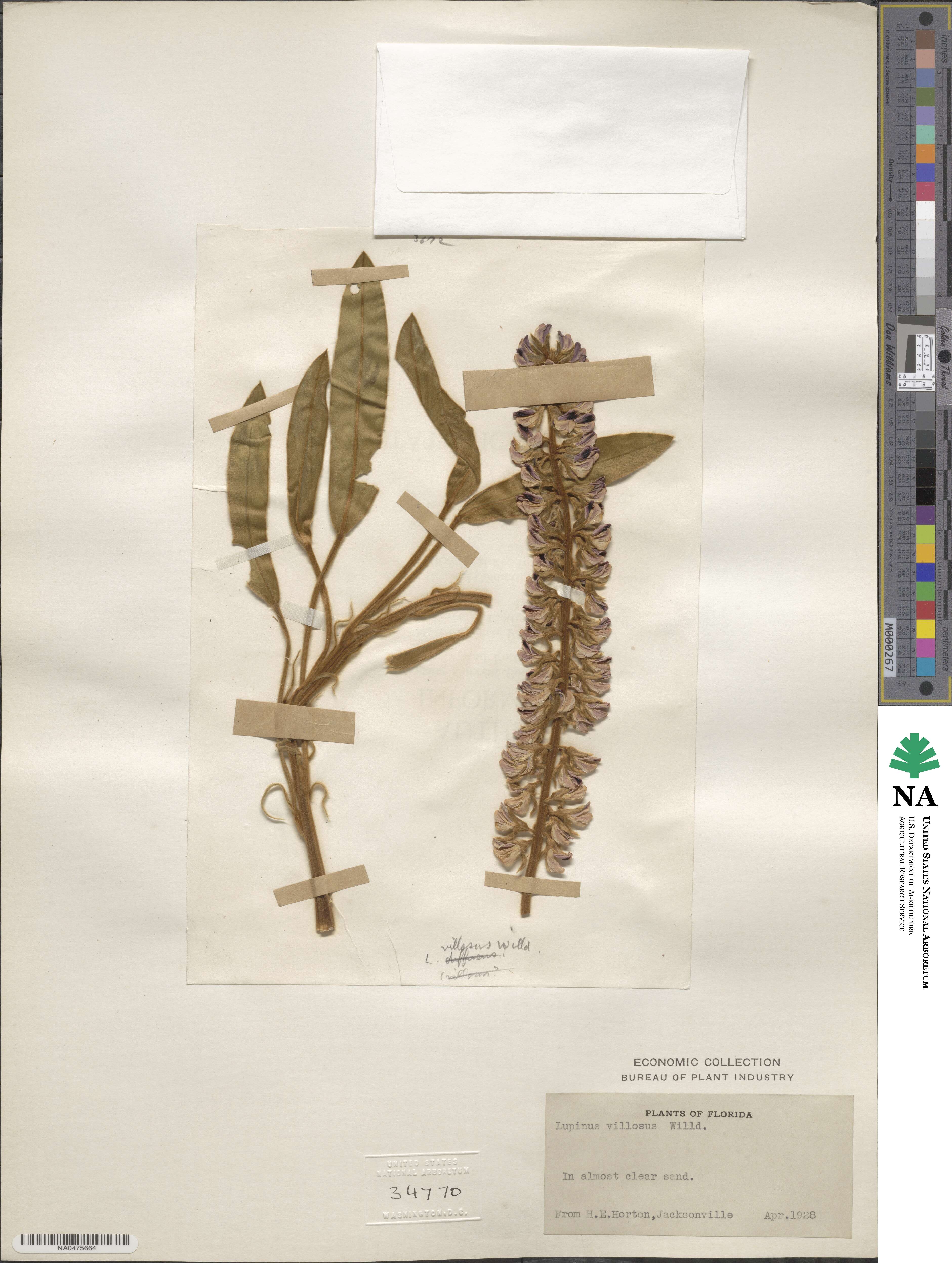 Lupinus villosus image