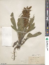 Lupinus villosus image