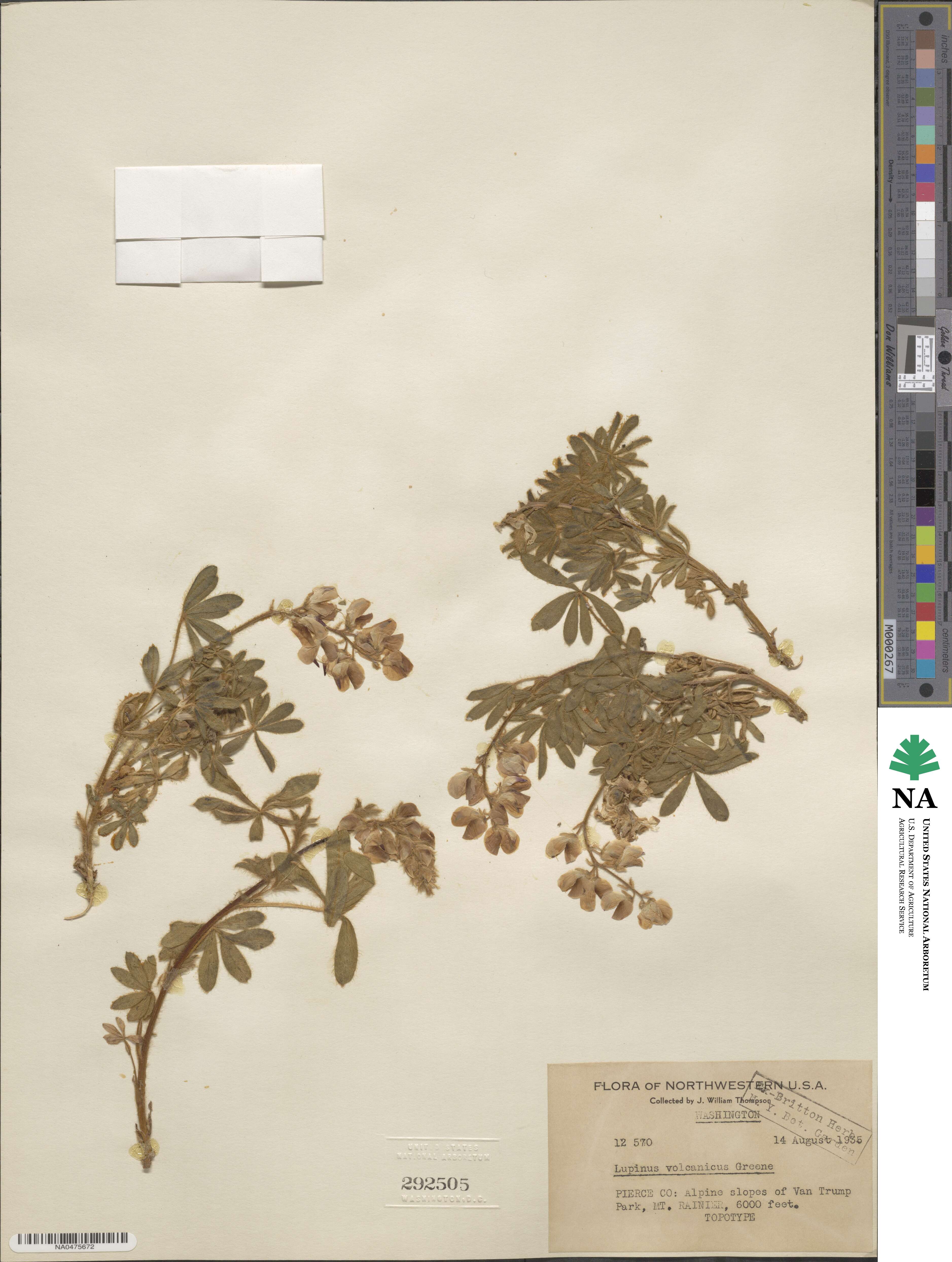 Lupinus arcticus image