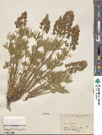 Lupinus wyethii image