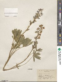 Lupinus wyethii image