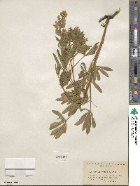 Lupinus wyethii image