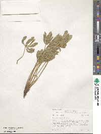 Lupinus wyethii image