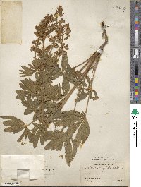 Lupinus wyethii image