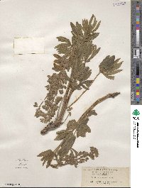 Lupinus wyethii image