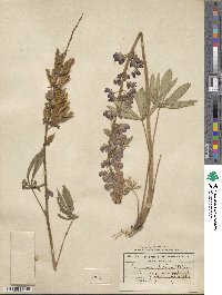 Lupinus wyethii image