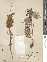 Lupinus wyethii image