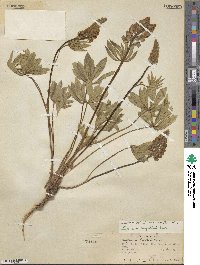 Lupinus wyethii image