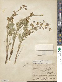 Lupinus wyethii image