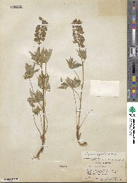 Lupinus wyethii image