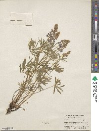 Lupinus arbustus image