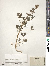 Lupinus affinis image