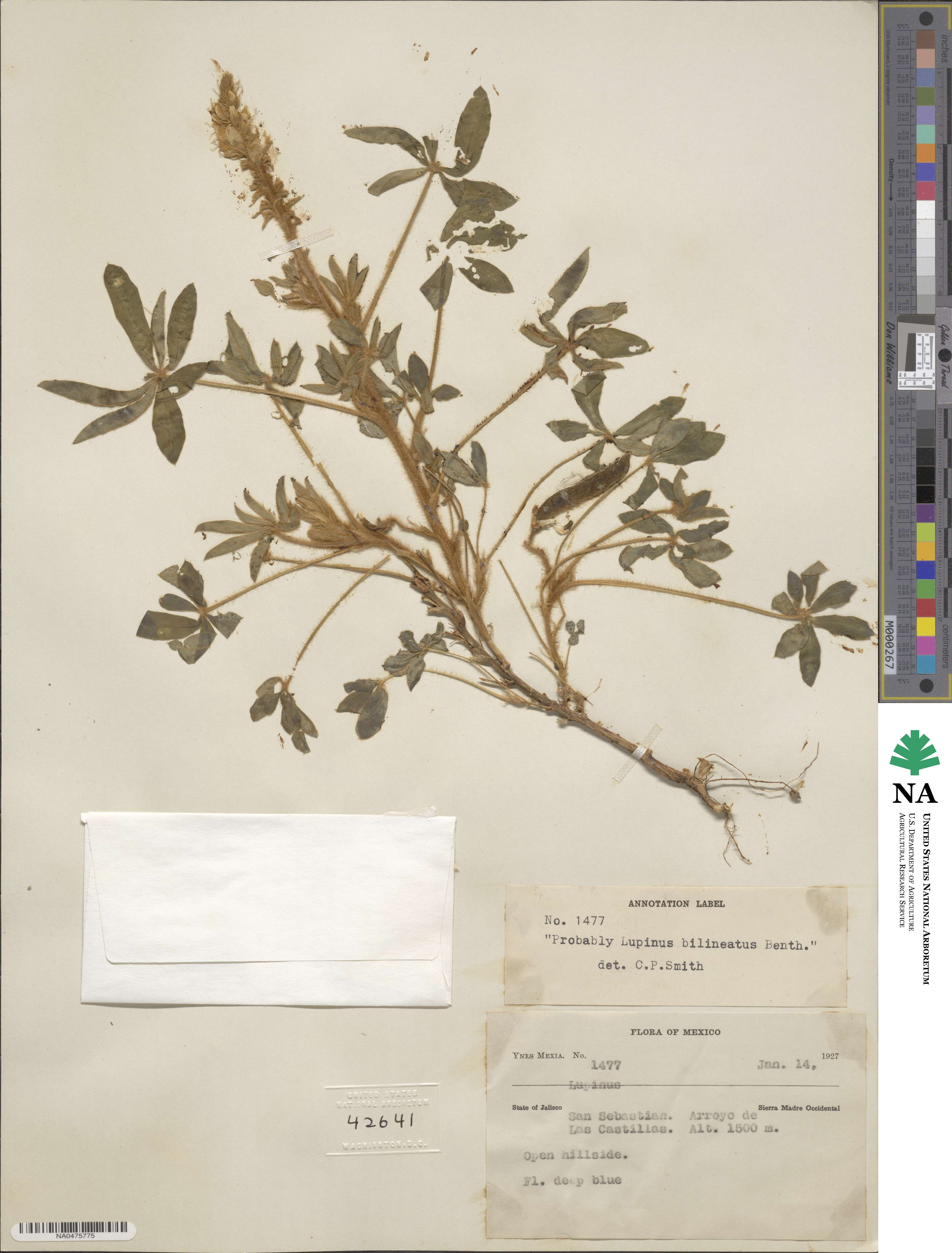 Lupinus mexicanus image