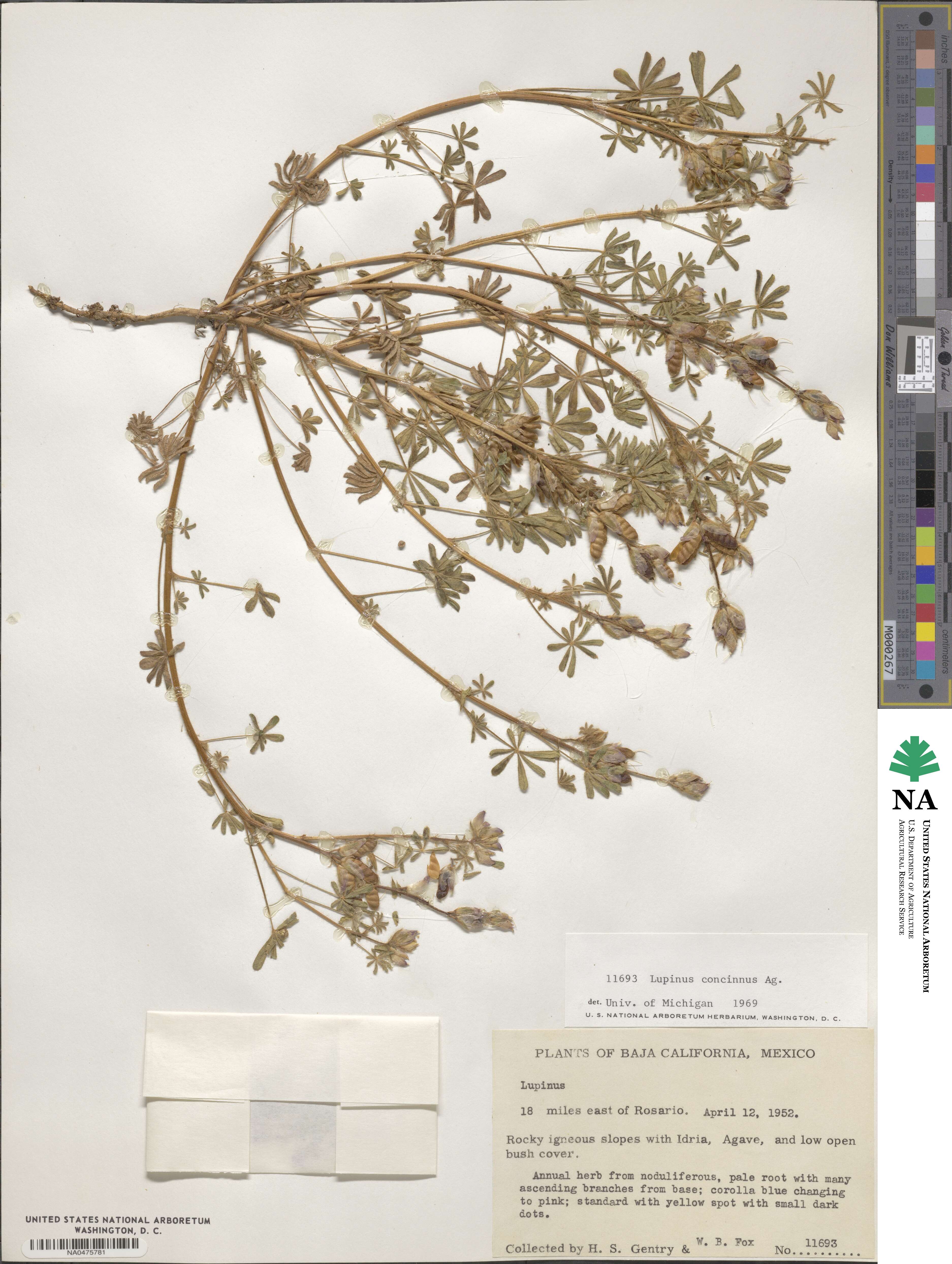 Lupinus concinnus image