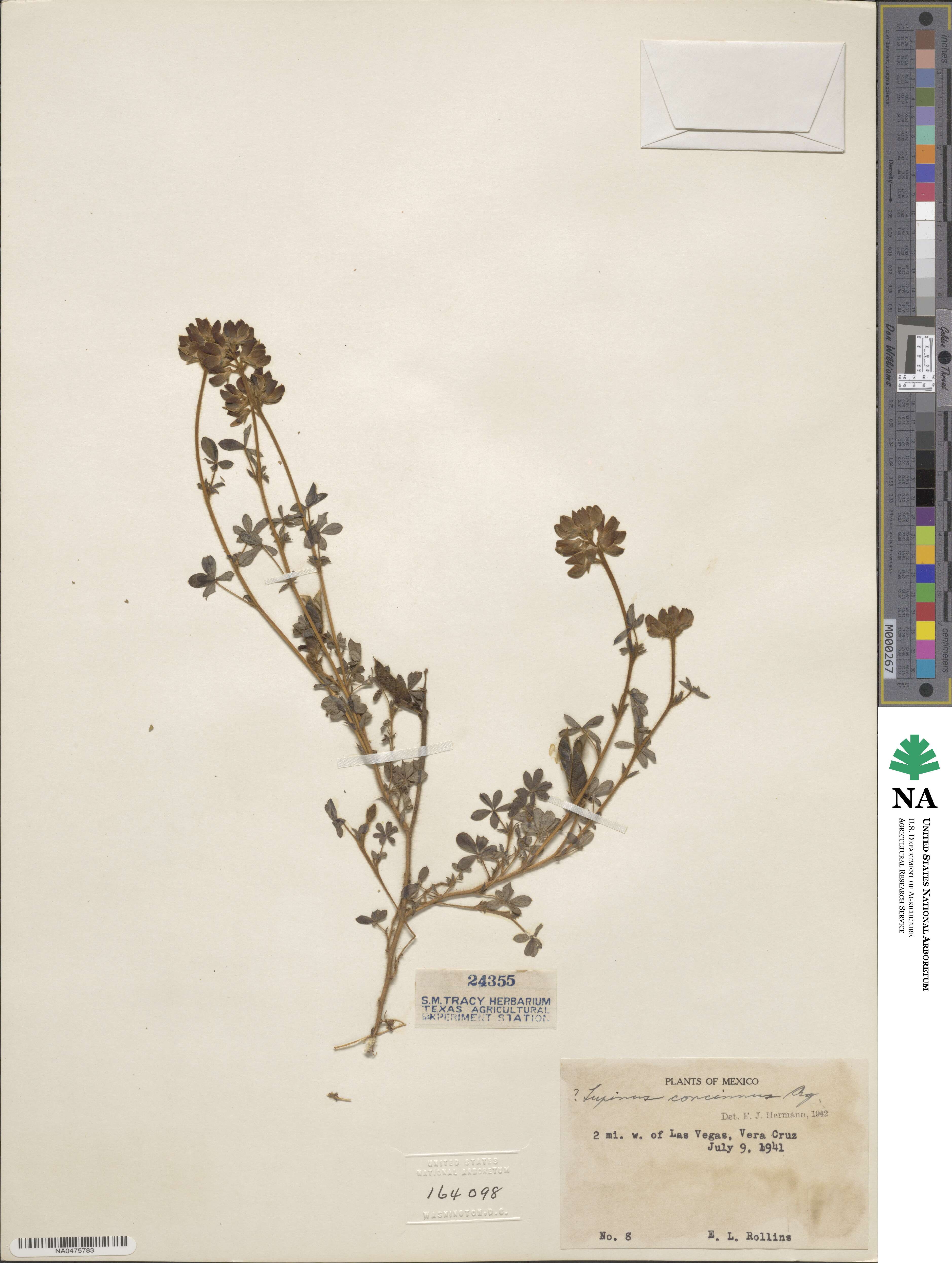 Lupinus concinnus image