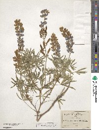 Image of Lupinus ehrenbergii