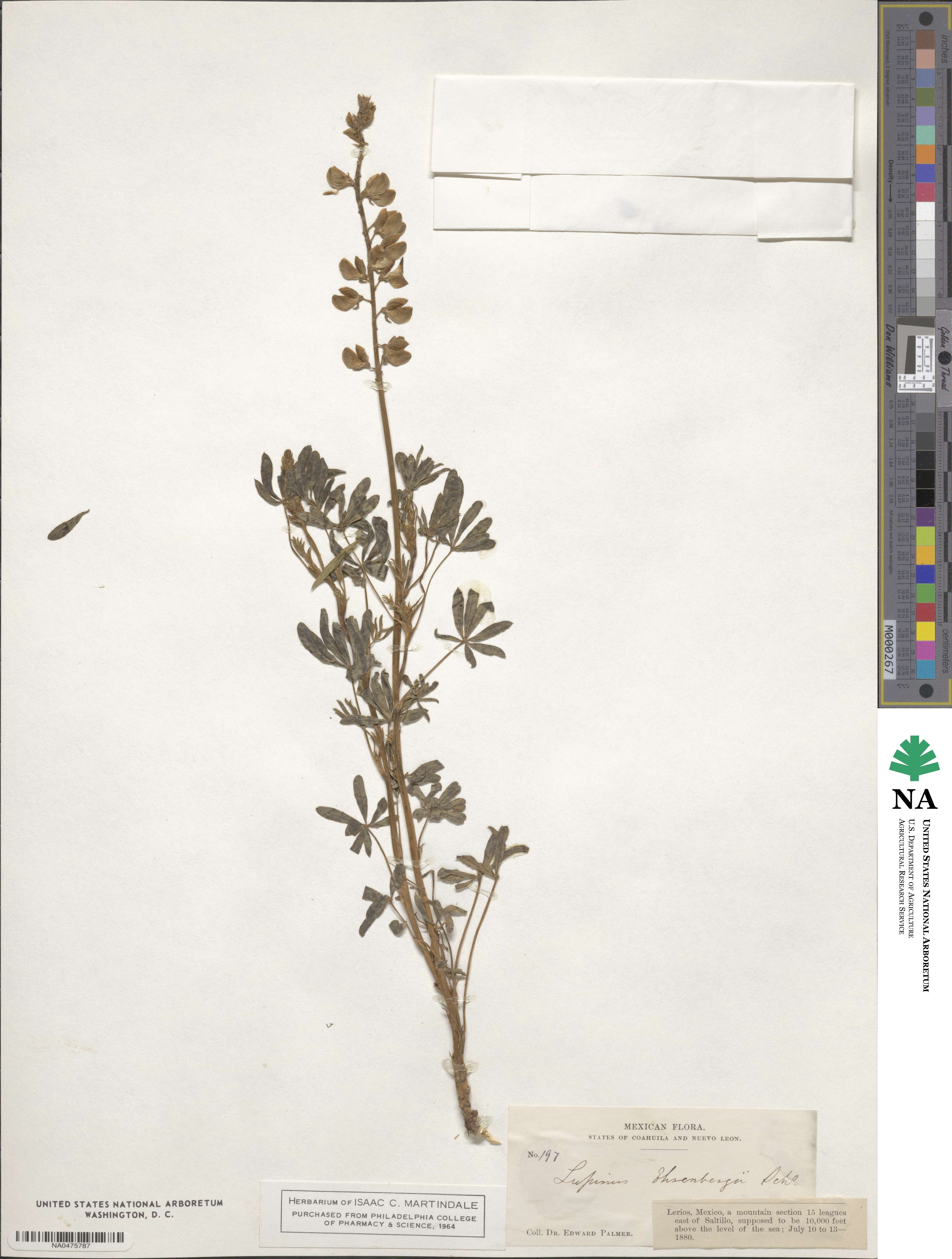 Lupinus ehrenbergii image