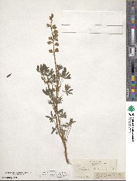 Lupinus ehrenbergii image