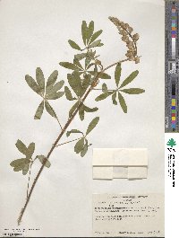 Lupinus elegans image