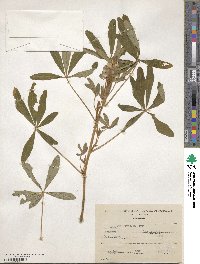 Lupinus elegans image