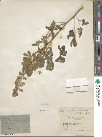 Lupinus elegans image