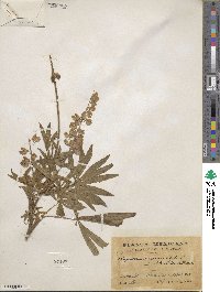 Lupinus elegans image