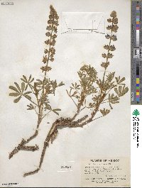 Lupinus elegans image