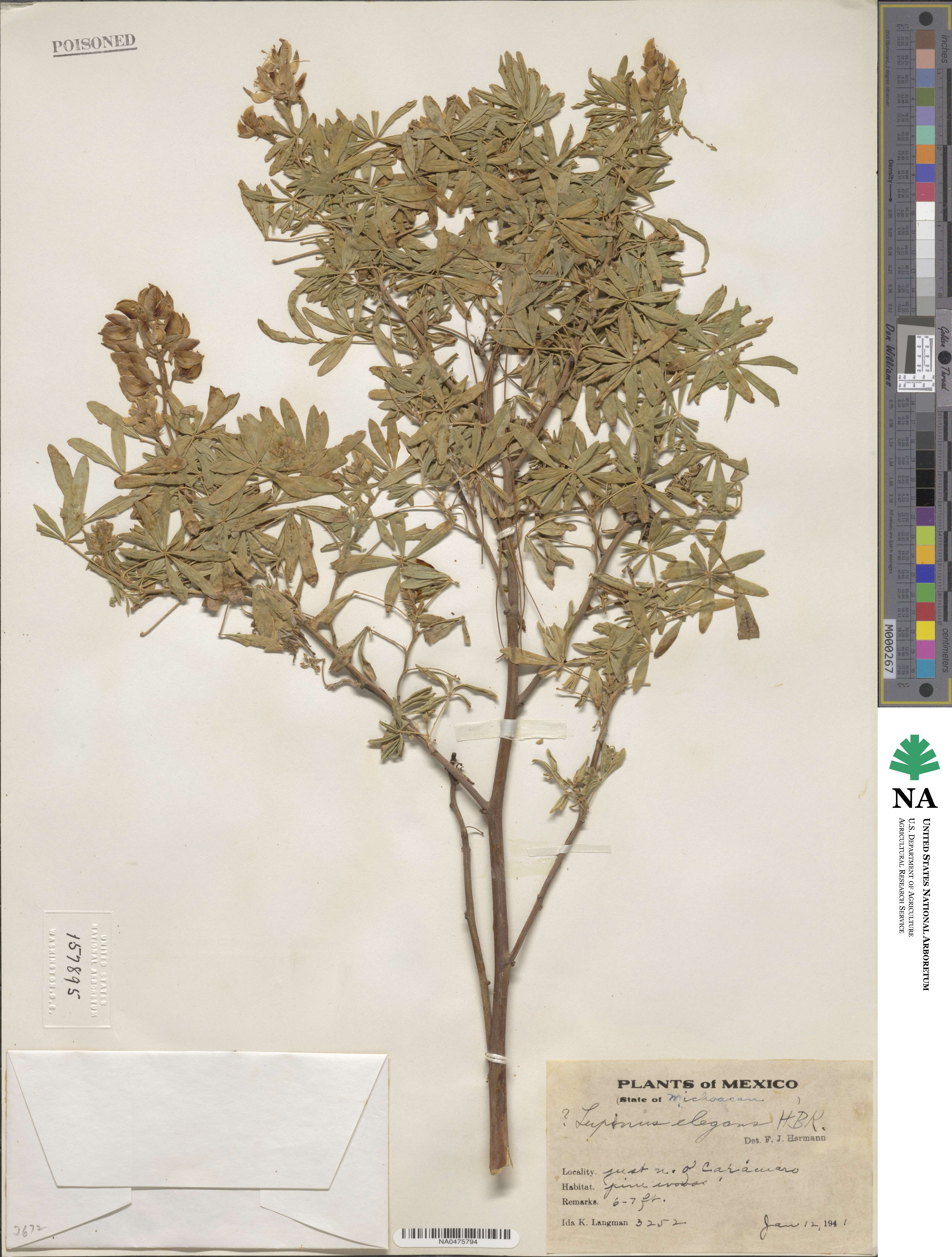 Lupinus elegans image