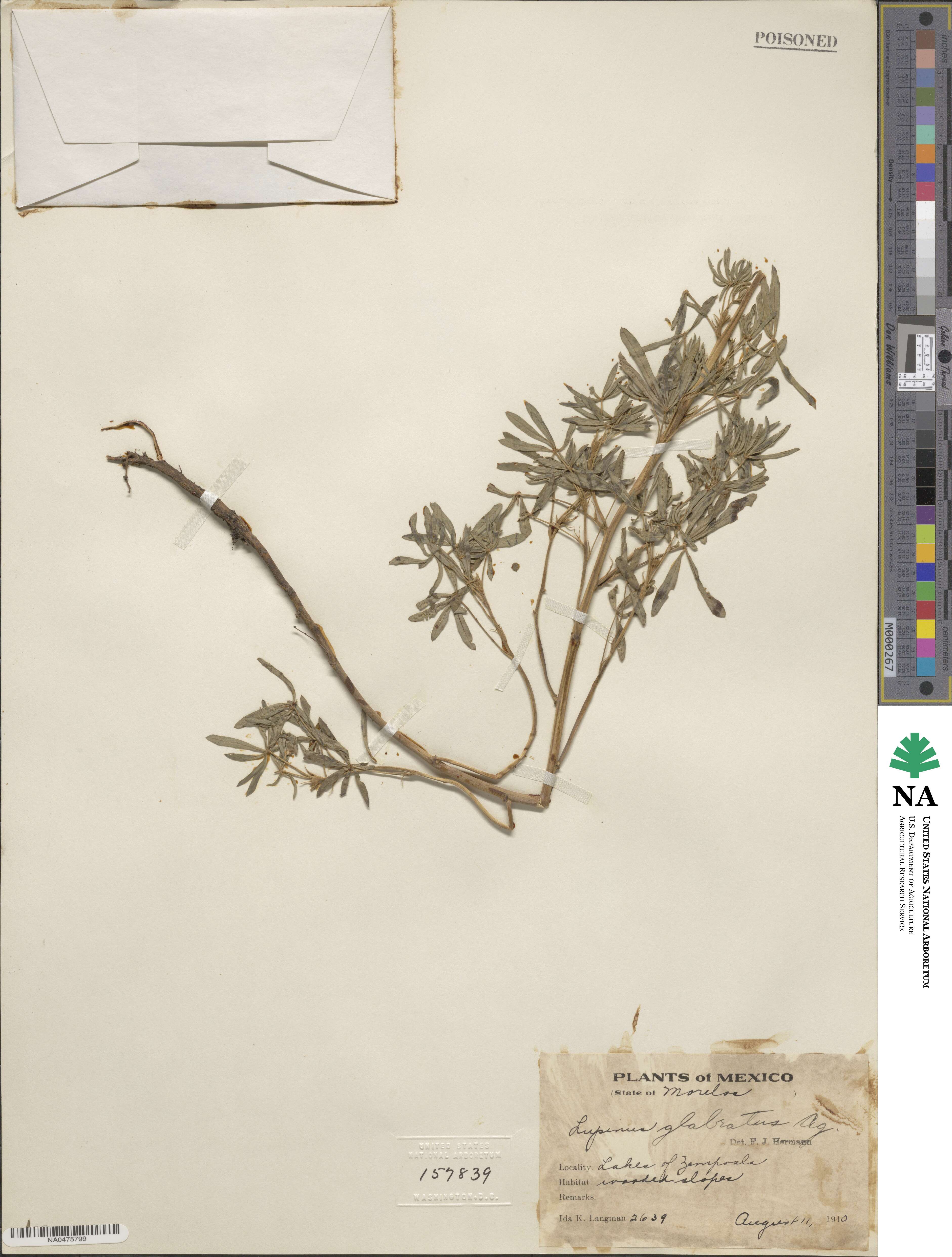 Lupinus glabratus image