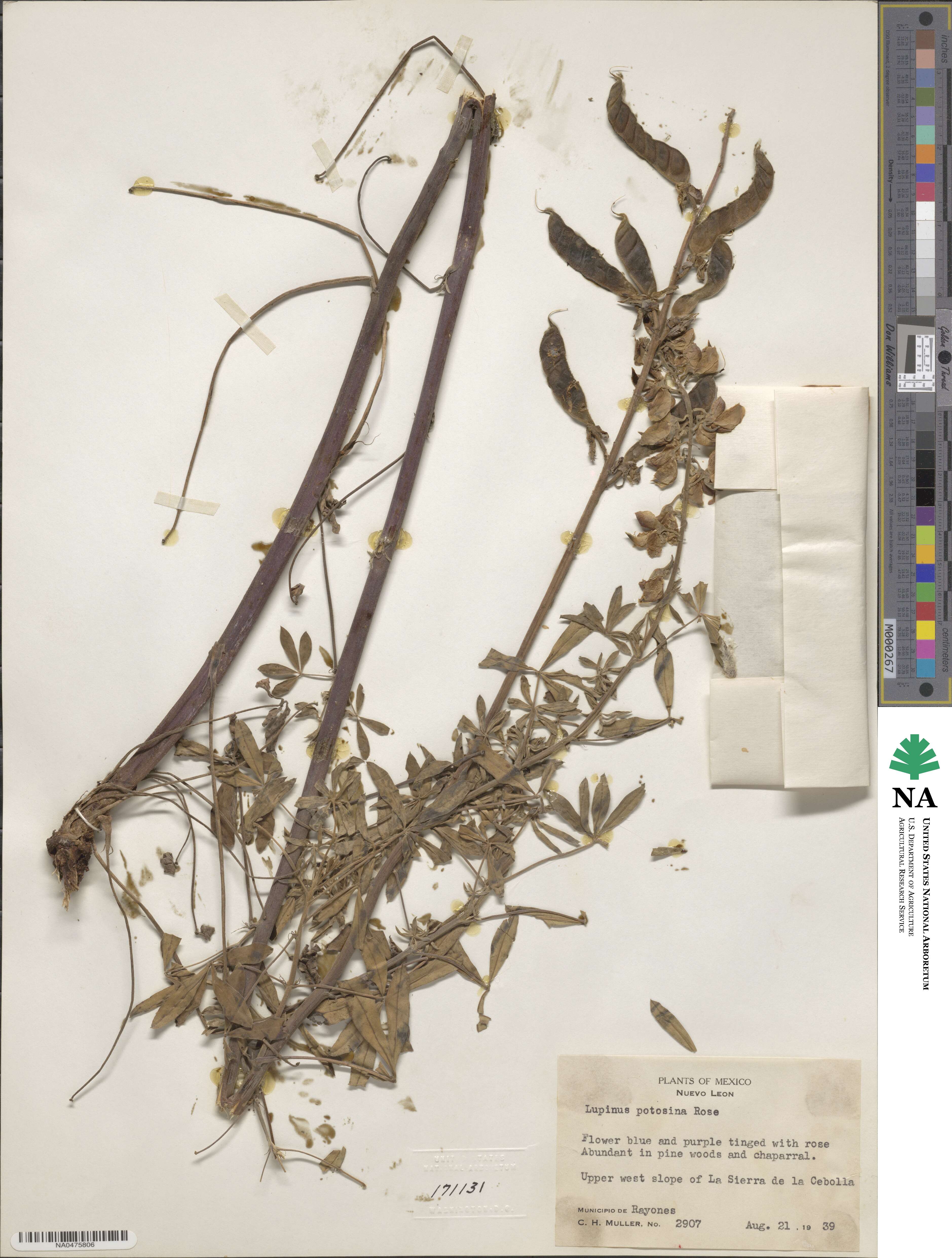 Lupinus potosinus image