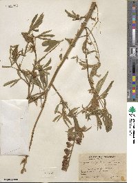 Lupinus potosinus image