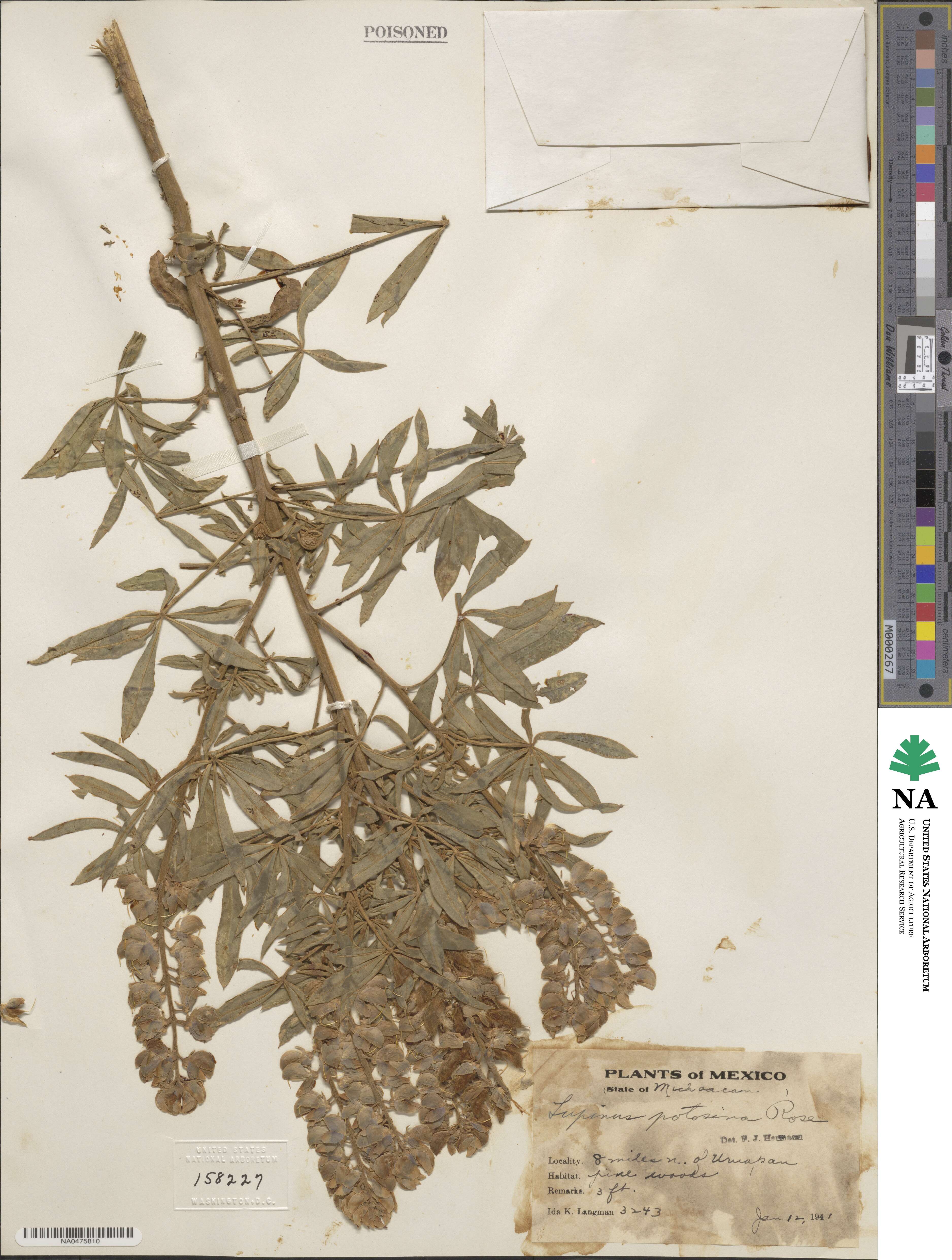 Lupinus potosinus image