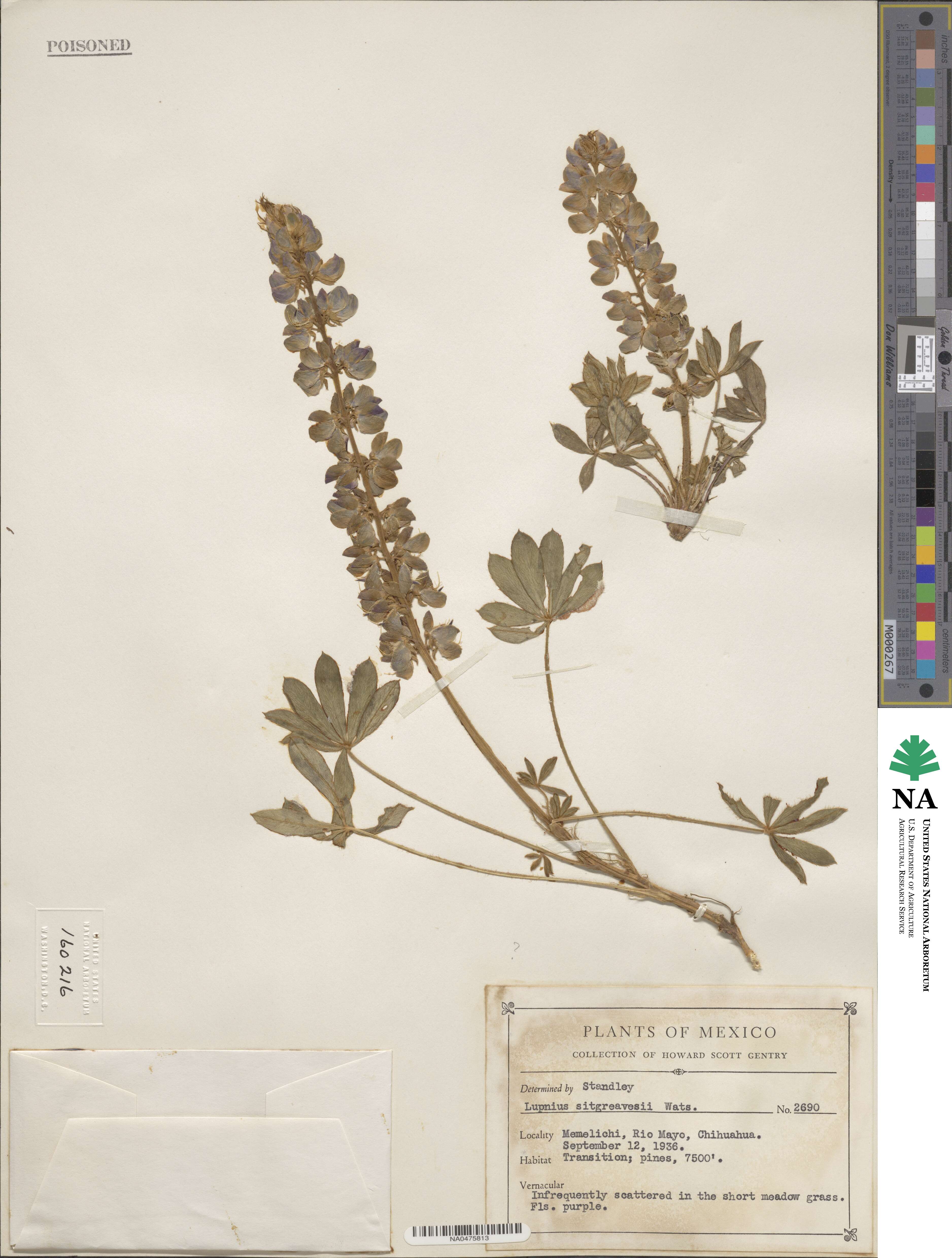 Lupinus argenteus subsp. argenteus image