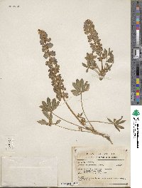 Lupinus argenteus subsp. argenteus image