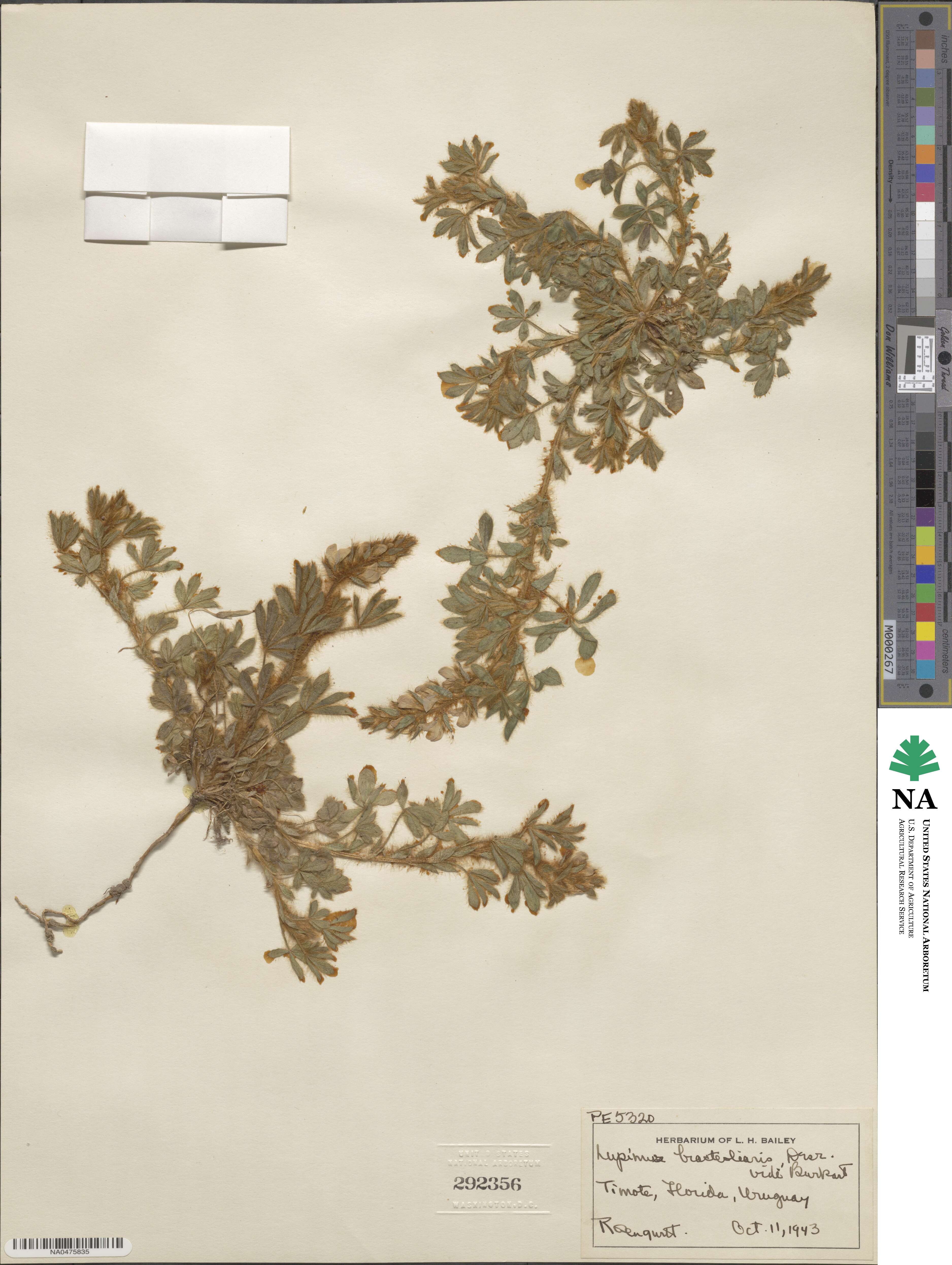 Lupinus bracteolaris image