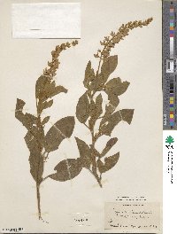 Image of Lupinus crotalarioides