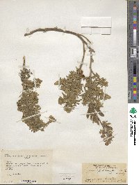 Lupinus humifusus image