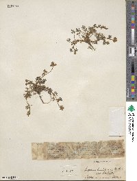 Lupinus humifusus image