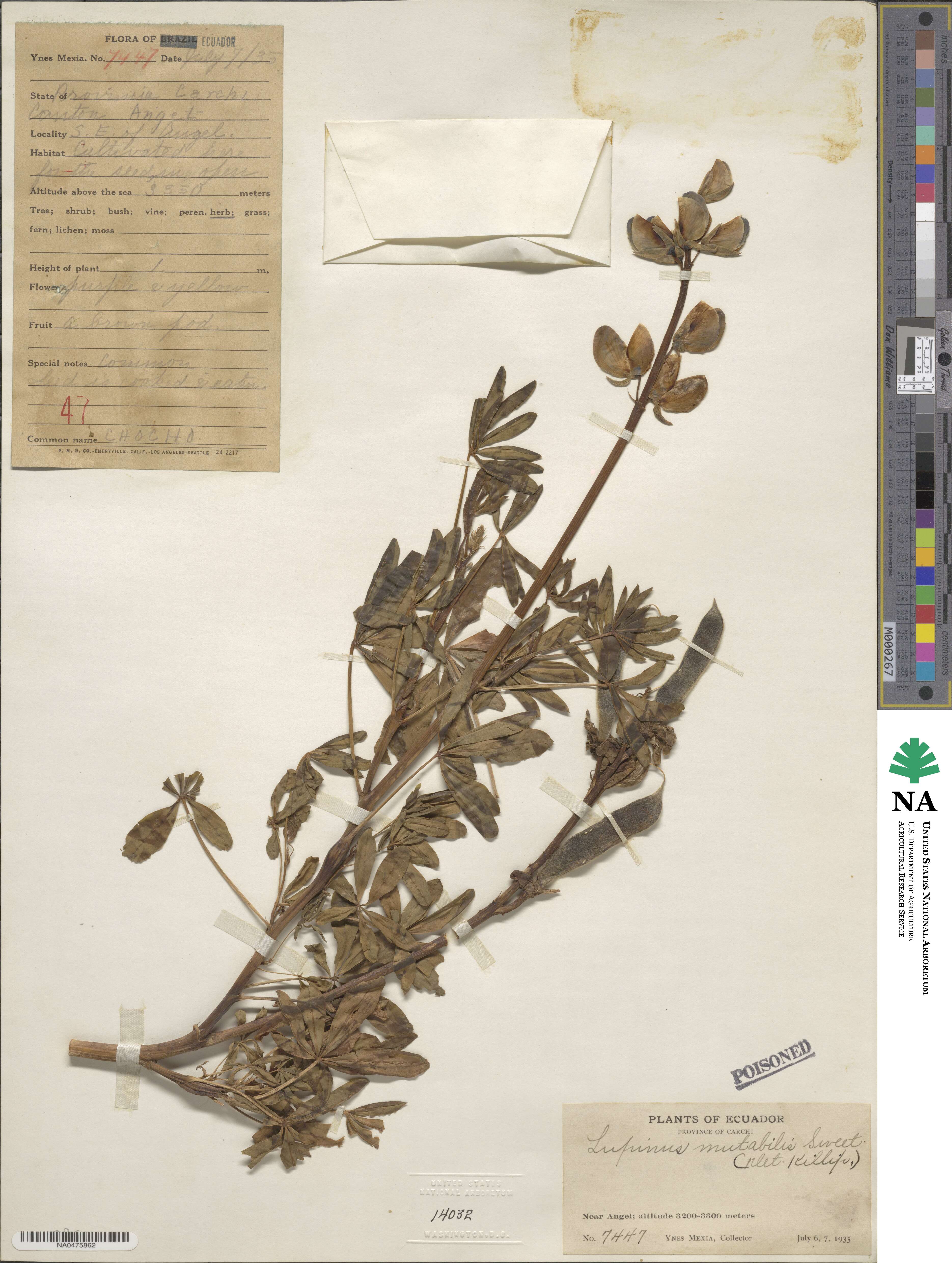 Lupinus mutabilis image