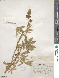 Lupinus paniculatus image